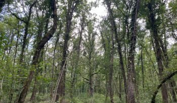 expériences de satisfaction client dans la gestion forestière durable