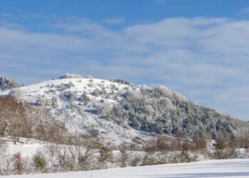 Évaluation forestière