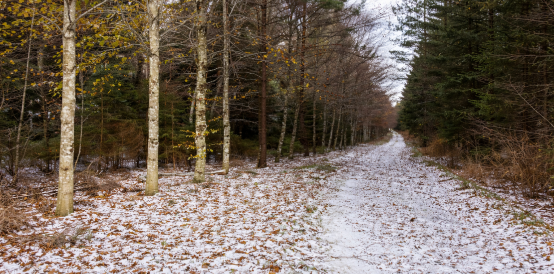 Inventaire forestier