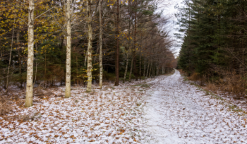 Inventaire forestier