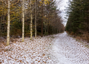 Inventaire forestier