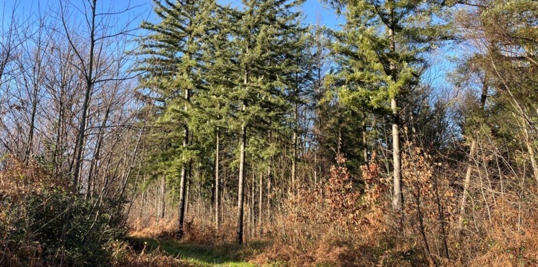 Vendre une forêt
