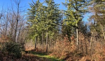 Vendre une forêt