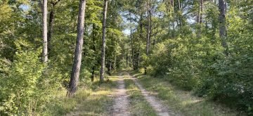 vente forestière réussie