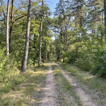 vente forestière réussie